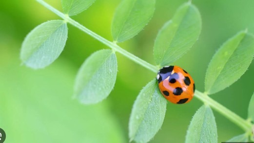 9/12（火）生存確認　来世は何になる予定ですか？